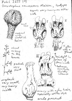 Vorschaubild Oreodaphne canescens Meisn.